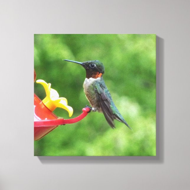 Ruby-Throated Hummingbird Bird Photography Canvastryck (Framsida)