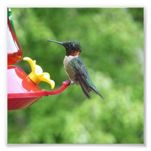 Ruby-Throated Hummingbird Bird Photography Fototryck (Framsidan)