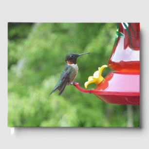 Ruby-Throated Hummingbird Bird Photography Gästböcker