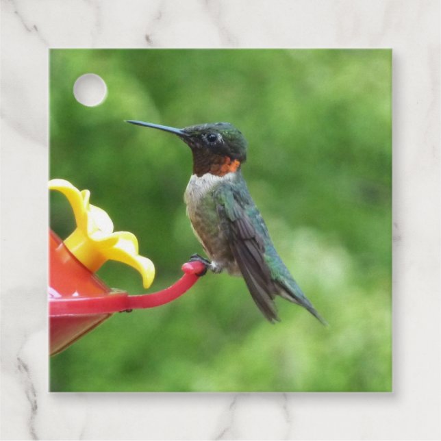 Ruby-Throated Hummingbird Bird Photography Gåvor Etiketter (Framsida)