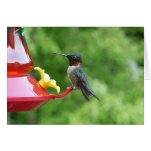 Ruby-Throated Hummingbird Bird Photography Hälsningskort