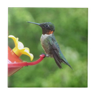 Ruby-Throated Hummingbird Bird Photography Kakelplatta