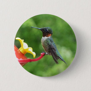 Ruby-Throated Hummingbird Bird Photography Knapp