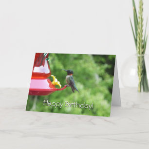 Ruby-Throated Hummingbird Bird Photography Kort