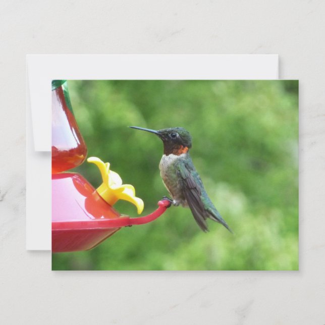 Ruby-Throated Hummingbird Bird Photography Kort (Framsida)