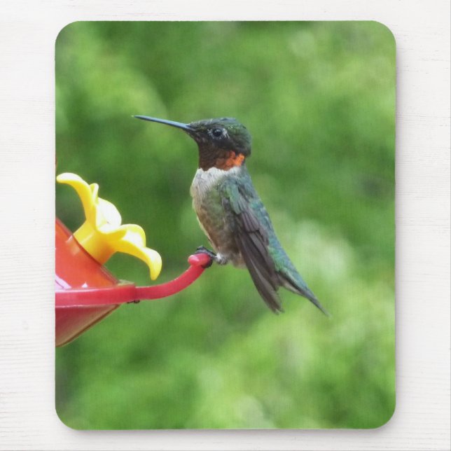 Ruby-Throated Hummingbird Bird Photography Musmatta (Framsidan)