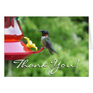 Ruby-Throated Hummingbird Bird Photography OBS Kort