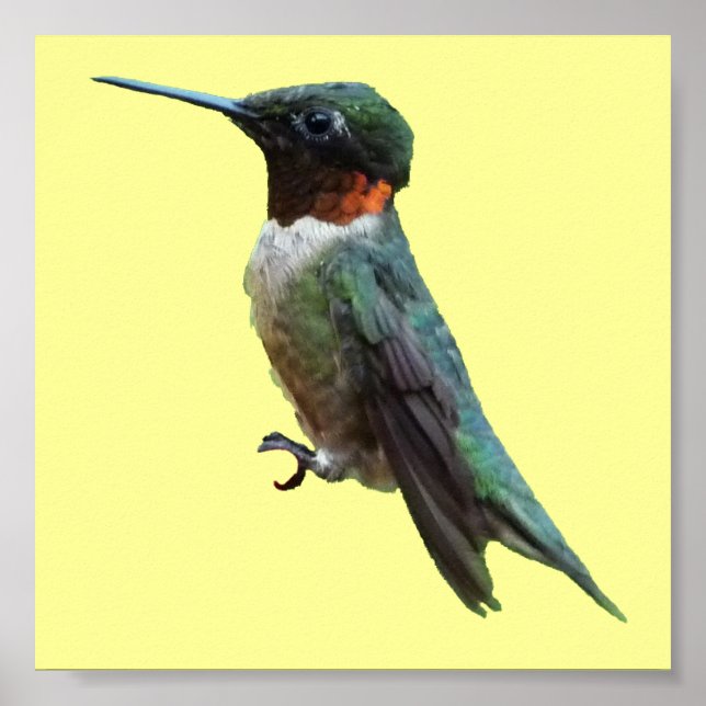 Ruby-Throated Hummingbird Bird Photography Poster (Framsidan)