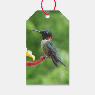 Ruby-Throated Hummingbird Bird Photography Presentetikett