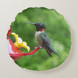 Ruby-Throated Hummingbird Bird Photography Rund Kudde