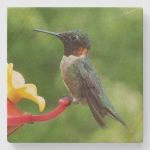 Ruby-Throated Hummingbird Bird Photography Stenunderlägg