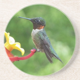 Ruby-Throated Hummingbird Bird Photography Underlägg