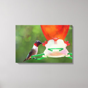 Ruby Throated Hummingbird Canvastryck