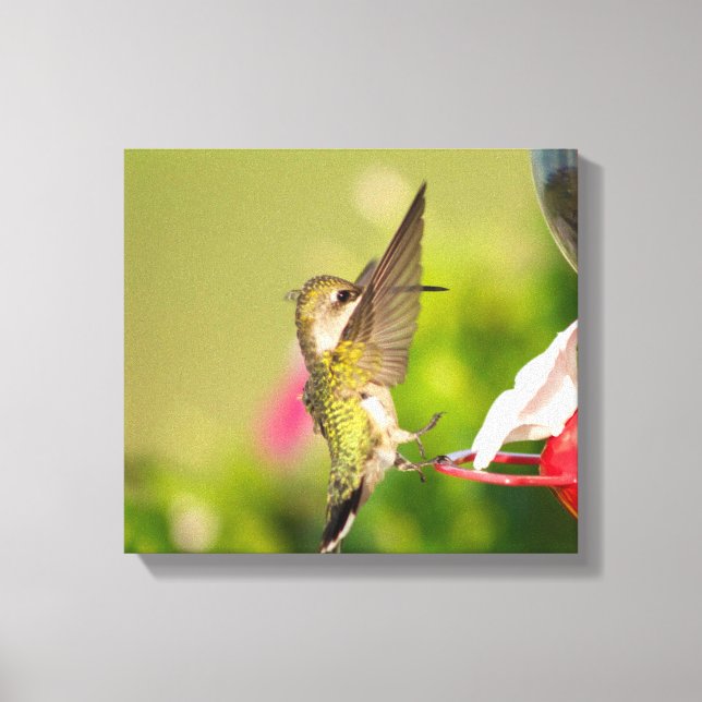 Ruby-Throated Hummingbird Canvastryck (Framsida)
