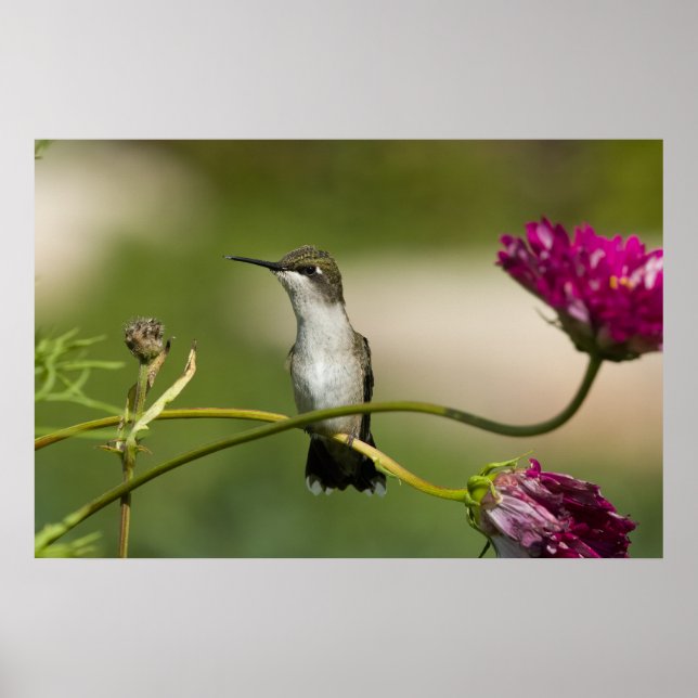 Ruby-throated Hummingbird Female Poster (Framsidan)