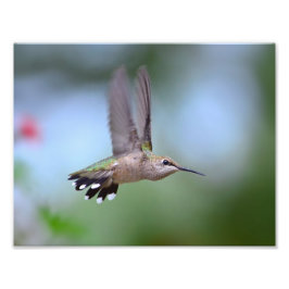 Ruby Throated Hummingbird Flies Fototryck