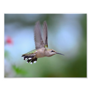 Ruby Throated Hummingbird Flies Fototryck