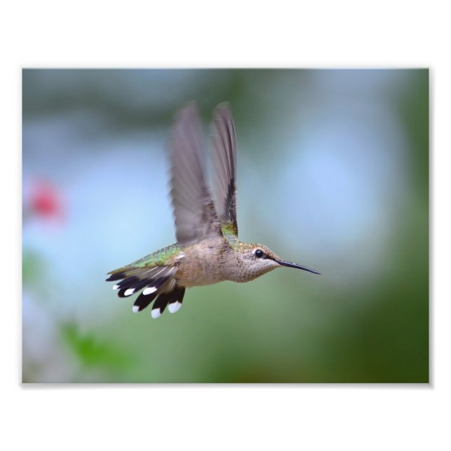 Ruby Throated Hummingbird Flies Fototryck (Framsidan)