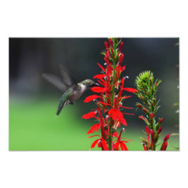 Ruby Throated Hummingbird Fototryck
