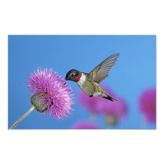 Ruby-throated Hummingbird Fototryck (Framsidan)