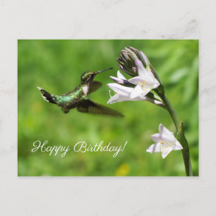 Ruby Throated Hummingbird Grattis på födelsedagen Vykort