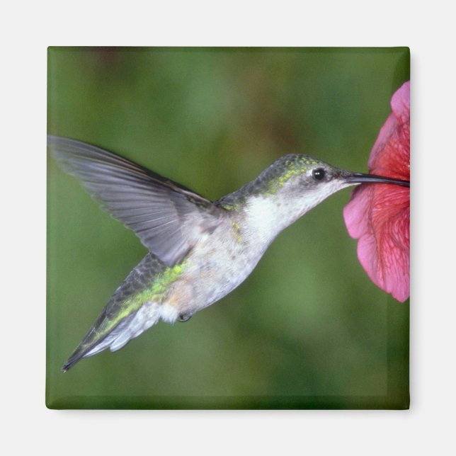 Ruby-throated Hummingbird (hondjur) med petunia Magnet (Framsidan)