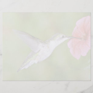 Ruby-throated Hummingbird (hondjur) med petunia Pi