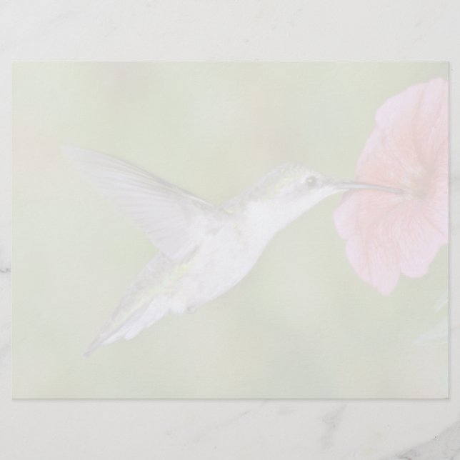 Ruby-throated Hummingbird (hondjur) med petunia Pi (Framsida)