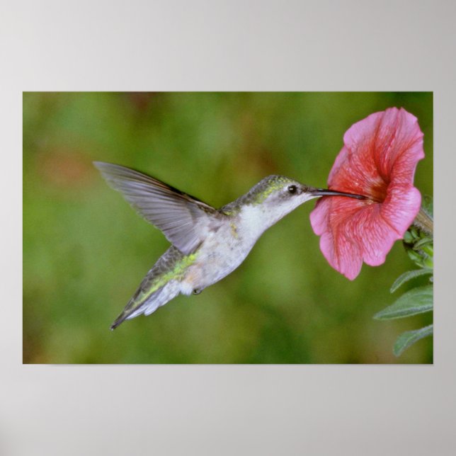 Ruby-throated Hummingbird (hondjur) med petunia Pi Poster (Framsidan)