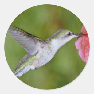 Ruby-throated Hummingbird (hondjur) med petunia Pi Runt Klistermärke