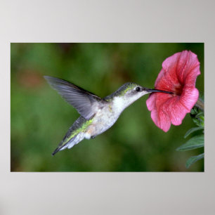 Ruby-throated Hummingbird (hondjur) med petunia Poster
