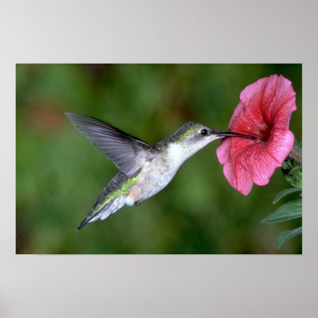 Ruby-throated Hummingbird (hondjur) med petunia Poster (Framsidan)