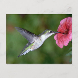 Ruby-throated Hummingbird (hondjur) med petunia Vykort