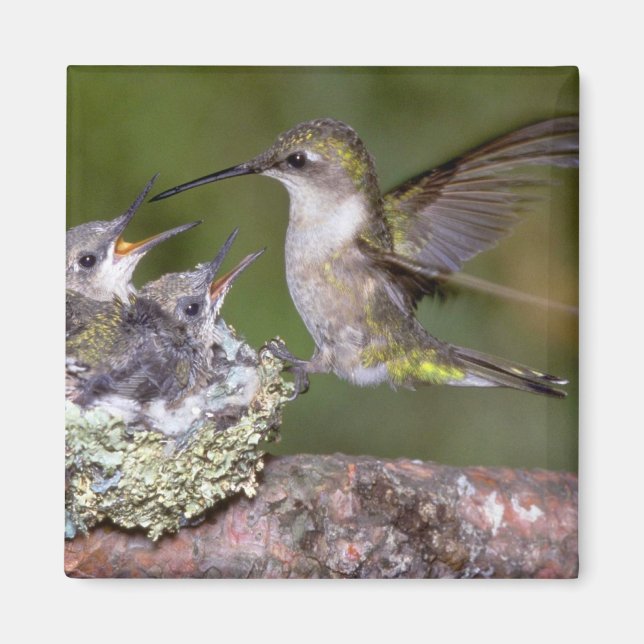 Ruby-throated Hummingbird (hondjur) med unga Magnet (Framsidan)