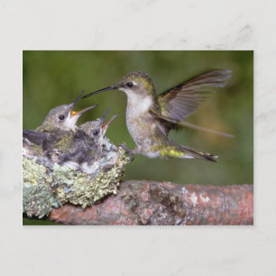 Ruby-throated Hummingbird (hondjur) med unga Vykort