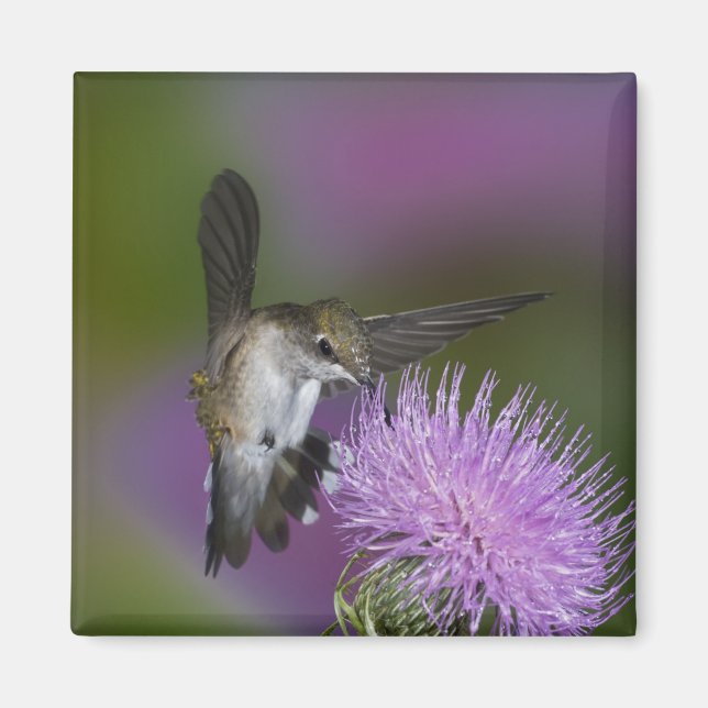 Ruby-throated hummingbird in flight at thistle magnet (Framsidan)