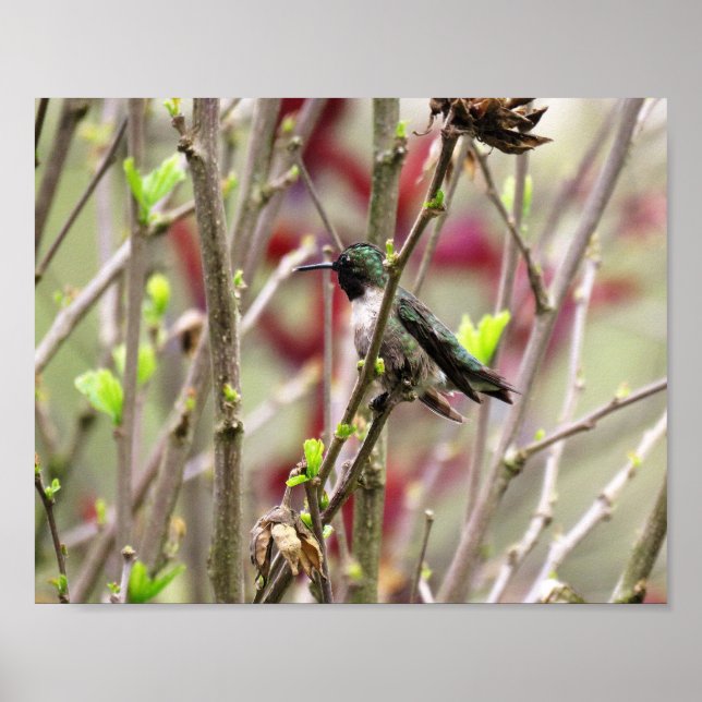 Ruby Throated Hummingbird in Spring  Poster (Framsidan)