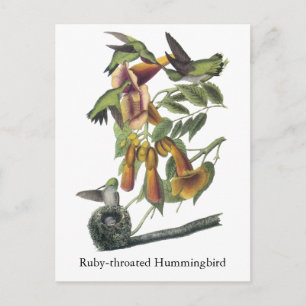 Ruby-throated Hummingbird, John Audubon Vykort