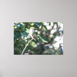 Ruby-Throated Hummingbird Juvenile Male Canvastryck