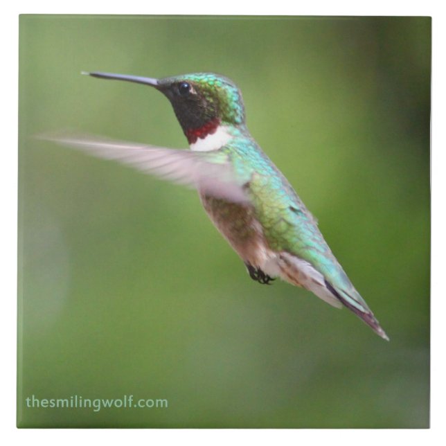 Ruby-Throated Hummingbird Kakelplatta (Framsidan)