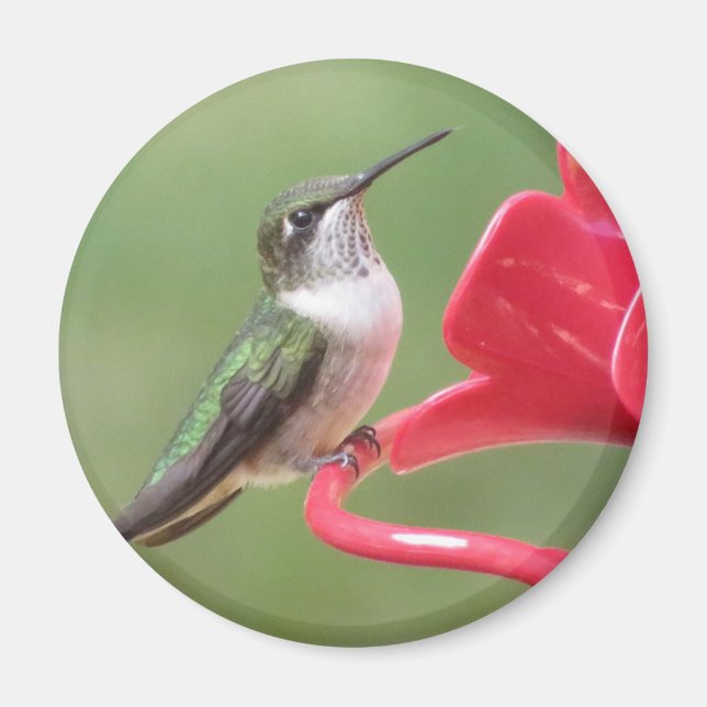 Ruby-throated Hummingbird magnet (Framsidan)
