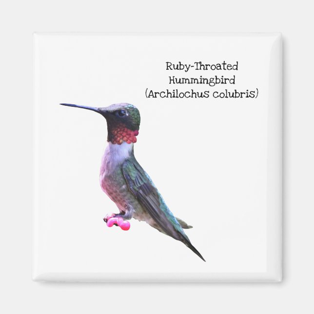 Ruby-Throated Hummingbird Magnet (Framsidan)