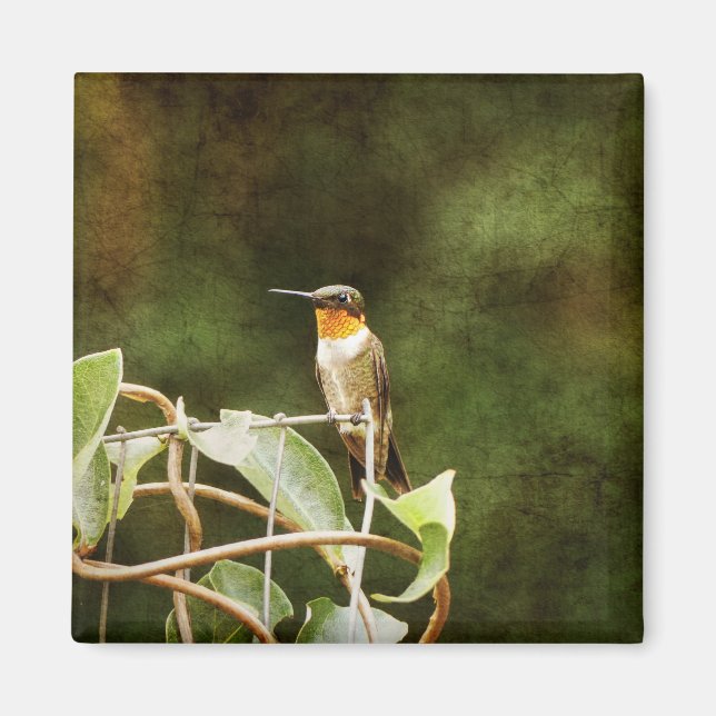 Ruby Throated Hummingbird Magnet (Framsidan)