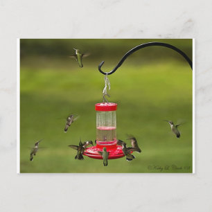 Ruby Throated Hummingbird Matande Frenzy Vykort