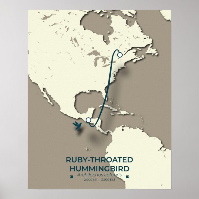 Ruby-throated Hummingbird Migration Karta Poster (Framsidan)