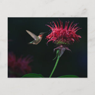 Ruby-throated Hummingbird on Bee Balm Vykort