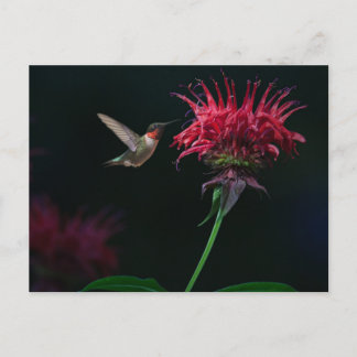 Ruby-throated Hummingbird on Bee Balm Vykort