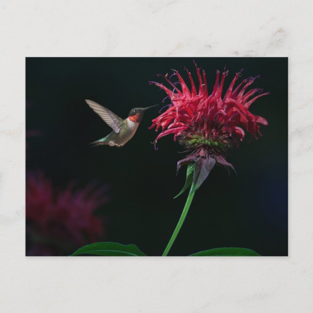 Ruby-throated Hummingbird on Bee Balm Vykort (Framsida)