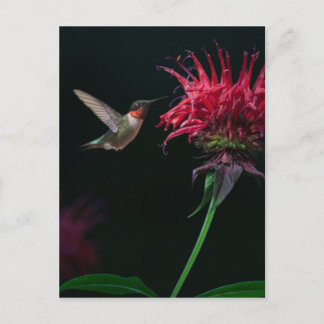 Ruby-throated Hummingbird on Bee Balm Vykort