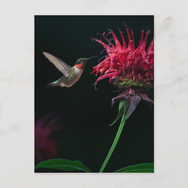 Ruby-throated Hummingbird on Bee Balm Vykort (Framsida)
